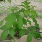 Sambucus Williamsii, Elderberry Seed 2000 PCS, Elder Jie Gu Mu