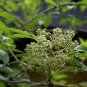 Sambucus Williamsii, Elderberry Seed 2000 PCS, Elder Jie Gu Mu