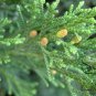 Sabina Chinensis, Juniperus Chinensis Seed 1000 PCS, Chinese Juniper Yuan Bai