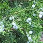 Sabina Chinensis, Juniperus Chinensis Seed 1000 PCS, Chinese Juniper Yuan Bai
