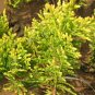Sabina Chinensis, Juniperus Chinensis Seed 1000 PCS, Chinese Juniper Sa Jin Bai