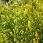 Sabina Chinensis, Juniperus Chinensis Seed 1000 PCS, Chinese Juniper Sa Jin Bai