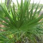 Sabal Palmetto, Cabbage Palmetto Seed 300 PCS, Blue Palmetto Long Lin Lv