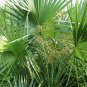 Sabal Palmetto, Cabbage Palmetto Seed 300 PCS, Blue Palmetto Long Lin Lv