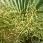 Sabal Palmetto, Cabbage Palmetto Seed 300 PCS, Blue Palmetto Long Lin Lv