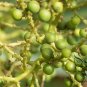 Sabal Palmetto, Cabbage Palmetto Seed 300 PCS, Blue Palmetto Long Lin Lv