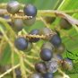 Sabal Palmetto, Cabbage Palmetto Seed 300 PCS, Blue Palmetto Long Lin Lv