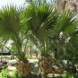 Sabal Palmetto, Cabbage Palmetto Seed 300 PCS, Blue Palmetto Long Lin Lv