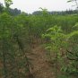 Robinia Pseudoacacia, Black Locust Seed 1000 PCS, False Acacia Cihuai