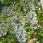 Robinia Pseudoacacia, Black Locust Seed 1000 PCS, False Acacia Cihuai