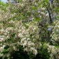 Robinia Pseudoacacia, Black Locust Seed 1000 PCS, False Acacia Cihuai