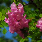 Robinia Hispida, Bristly Locust Seed 1000 PCS, Rose-acacia Mao Yanghuai