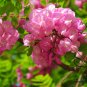 Robinia Hispida, Bristly Locust Seed 1000 PCS, Rose-acacia Mao Yanghuai