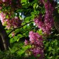 Robinia Hispida, Bristly Locust Seed 1000 PCS, Rose-acacia Mao Yanghuai