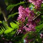 Robinia Hispida, Bristly Locust Seed 1000 PCS, Rose-acacia Mao Yanghuai