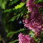 Robinia Hispida, Bristly Locust Seed 1000 PCS, Rose-acacia Mao Yanghuai