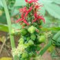 Ricinus Communis, Castor Oil Plant Seed 200 PCS, Castor Bean Bi Ma