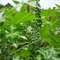Ricinus Communis, Castor Oil Plant Seed 200 PCS, Castor Bean Bi Ma