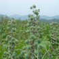 Ricinus Communis, Castor Oil Plant Seed 200 PCS, Castor Bean Bi Ma