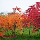 Rhus Typhina, Staghorn Sumac Seed 2000 PCS, Stag's Horn Sumach Huoju Shu