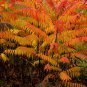 Rhus Typhina, Staghorn Sumac Seed 2000 PCS, Stag's Horn Sumach Huoju Shu