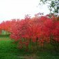 Rhus Typhina, Staghorn Sumac Seed 2000 PCS, Stag's Horn Sumach Huoju Shu