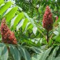 Rhus Typhina, Staghorn Sumac Seed 2000 PCS, Stag's Horn Sumach Huoju Shu