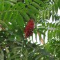 Rhus Typhina, Staghorn Sumac Seed 2000 PCS, Stag's Horn Sumach Huoju Shu