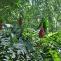 Rhus Typhina, Staghorn Sumac Seed 2000 PCS, Stag's Horn Sumach Huoju Shu