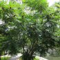 Rhus Typhina, Staghorn Sumac Seed 2000 PCS, Stag's Horn Sumach Huoju Shu