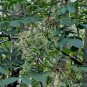 Rhus Chinensis, Chinese Gall Nutgall Tree 1000 PCS, Galla Chinensis Yan Fu Mu