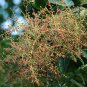 Rhus Chinensis, Chinese Gall Nutgall Tree 1000 PCS, Galla Chinensis Yan Fu Mu