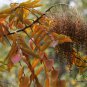 Rhus Chinensis, Chinese Gall Nutgall Tree 1000 PCS, Galla Chinensis Yan Fu Mu