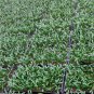 Rhapis Excelsa, Broadleaf Lady Palm Seed 300 PCS, The Lady Palm Zong Zhu