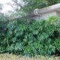 Rhapis Excelsa, Broadleaf Lady Palm Seed 300 PCS, The Lady Palm Zong Zhu