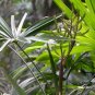 Rhapis Excelsa, Broadleaf Lady Palm Seed 300 PCS, The Lady Palm Zong Zhu