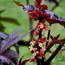 Red Castor Bean, Ricinus Communis Seed 200 PCS, Castor Oil Plant Hong Bi Ma