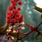 Red Castor Bean, Ricinus Communis Seed 200 PCS, Castor Oil Plant Hong Bi Ma