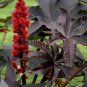 Red Castor Bean, Ricinus Communis Seed 200 PCS, Castor Oil Plant Hong Bi Ma