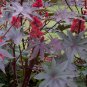 Red Castor Bean, Ricinus Communis Seed 200 PCS, Castor Oil Plant Hong Bi Ma