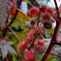 Red Castor Bean, Ricinus Communis Seed 200 PCS, Castor Oil Plant Hong Bi Ma