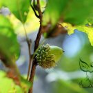 Quercus Palustris, Swamp Spanish Oak Seed 50 PCS, Pin Oak Xiangmu