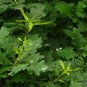 Quercus Palustris, Swamp Spanish Oak Seed 50 PCS, Pin Oak Xiangmu