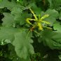 Quercus Palustris, Swamp Spanish Oak Seed 50 PCS, Pin Oak Xiangmu