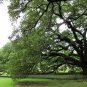 Quercus Palustris, Swamp Spanish Oak Seed 50 PCS, Pin Oak Xiangmu