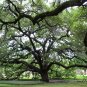 Quercus Palustris, Swamp Spanish Oak Seed 50 PCS, Pin Oak Xiangmu