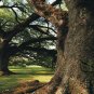 Quercus Palustris, Swamp Spanish Oak Seed 50 PCS, Pin Oak Xiangmu