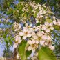 Pyrus Betulifolia, Birchleaf Pear Seed 500 PCS, Du Li