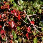 Pyrus Betulifolia, Birchleaf Pear Seed 500 PCS, Du Li