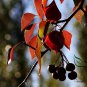 Pyrus Betulifolia, Birchleaf Pear Seed 500 PCS, Du Li